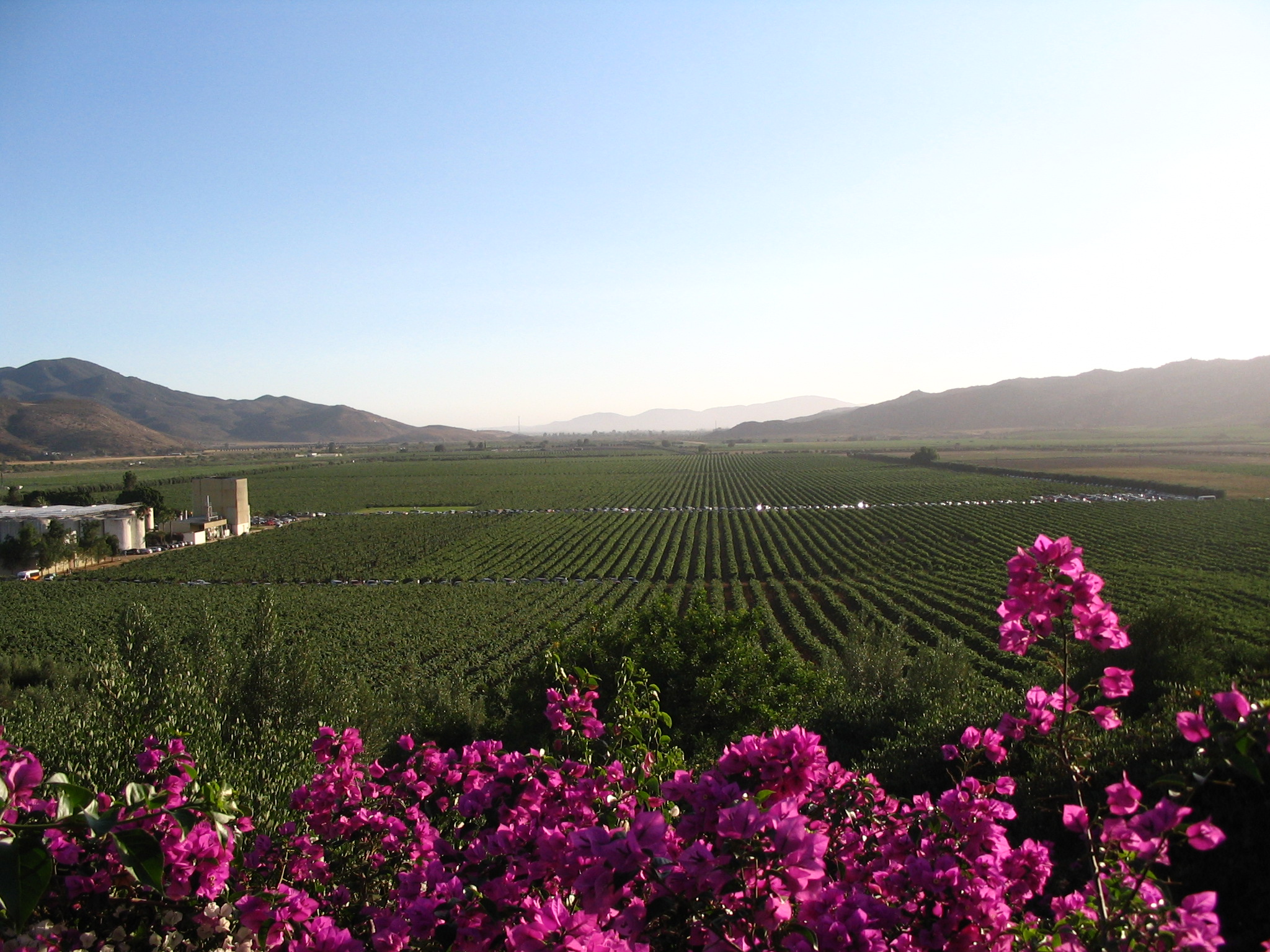 Valle-De-Guadalupe