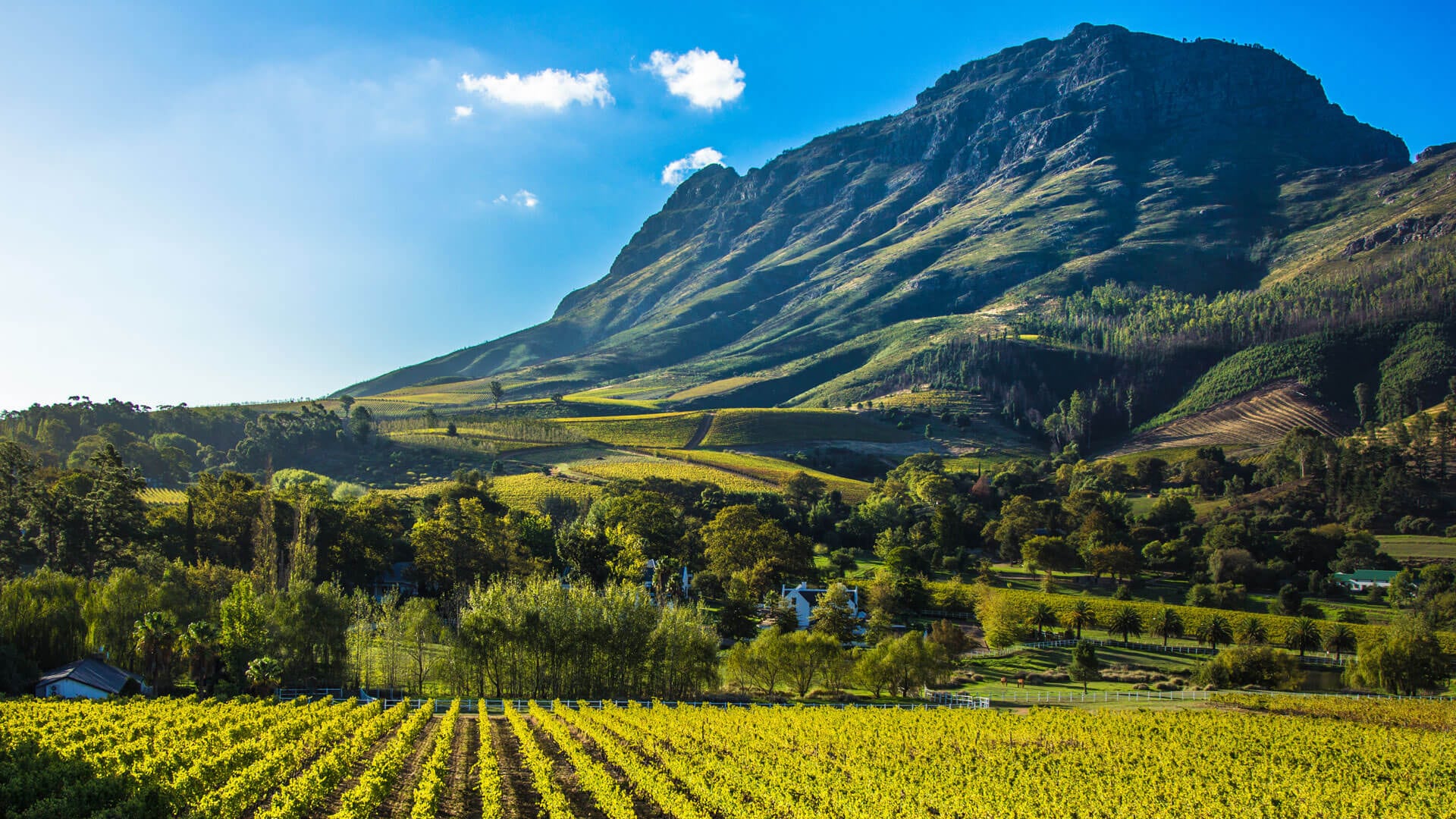 Cape Winelands